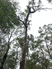 Eucalyptus propinqua