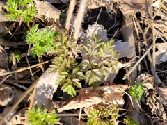 Anthriscus sylvestris