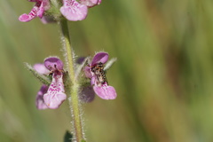 Megalybus pictus