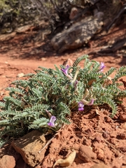 Astragalus zionis