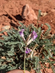 Astragalus zionis