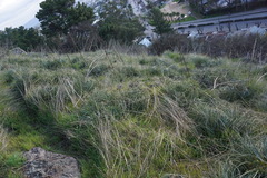 Puya coerulea