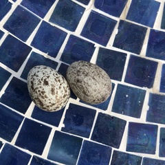 Passer domesticus domesticus