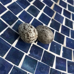 Passer domesticus domesticus