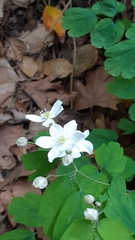 Thalictrum orientale