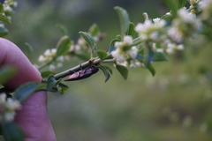 Ectinogonia buquetii