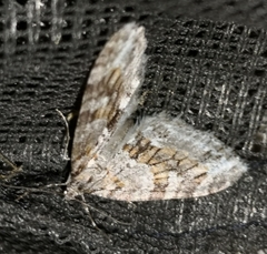 Trichopteryx polycommata