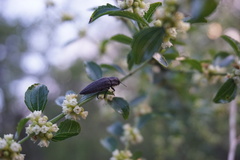 Ectinogonia buquetii