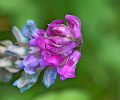 Lathyrus venetus