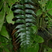Christmas Island Spleenwort - Photo (c) Leon Perrie, some rights reserved (CC BY-NC), uploaded by Leon Perrie