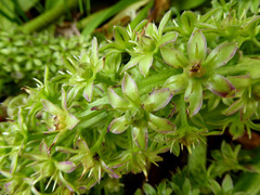 Eucomis comosa
