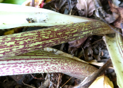 Eucomis comosa