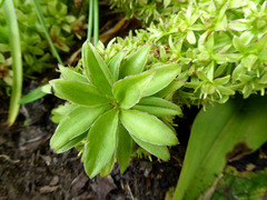 Eucomis comosa