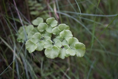 Adiantum chilense scabrum