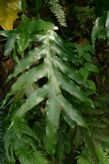 Microsorum grossum