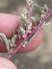 Atriplex pacifica
