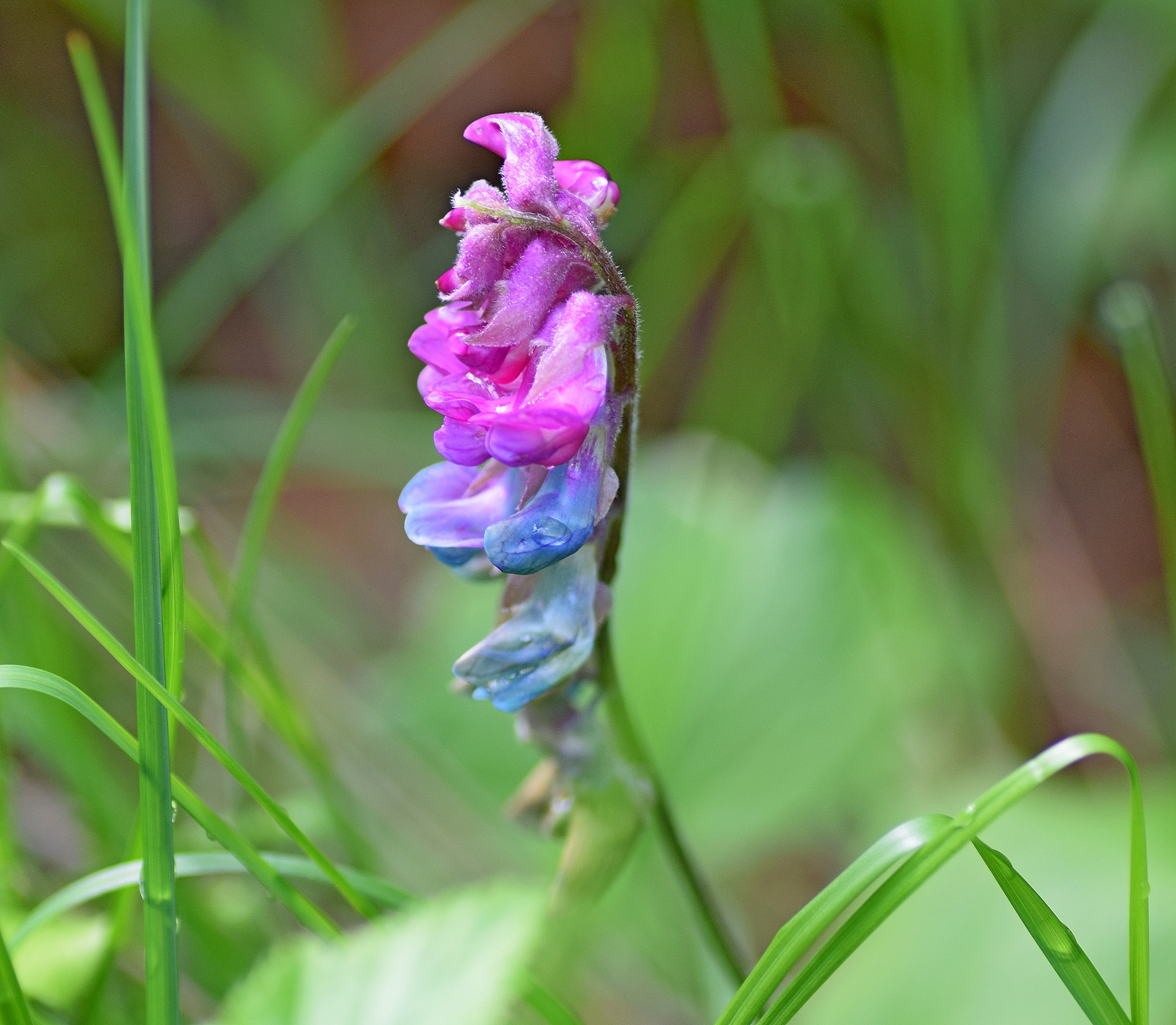 Lathyrus venetus