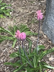 Veltheimia