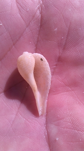 Atlantic Fig Snail