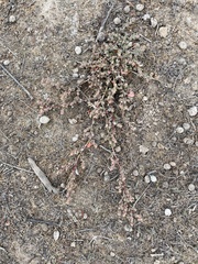 Atriplex pacifica