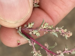 Atriplex pacifica