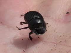 Copris minutus