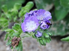 Phacelia patuliflora
