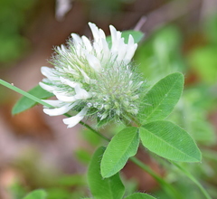 Trifolium pignantii