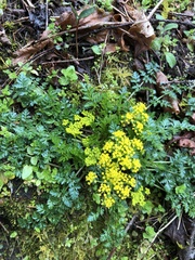 Lomatium hallii