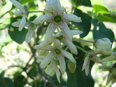 Polystemma cordifolium