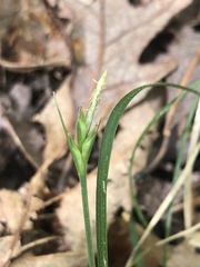 Carex willdenowii