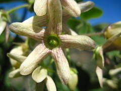Polystemma cordifolium