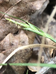 Carex willdenowii