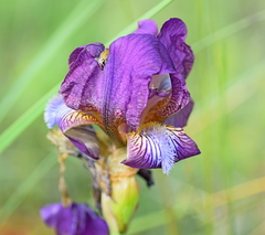 Iris reichenbachii
