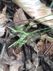 Tall Sedge (Carex australis)