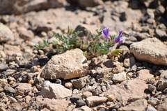 Astragalus lindheimeri