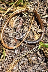 Ophisaurus compressus