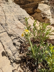 Oreocarya confertiflora
