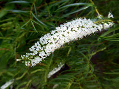 Veronica stenophylla