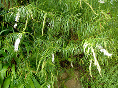 Veronica stenophylla