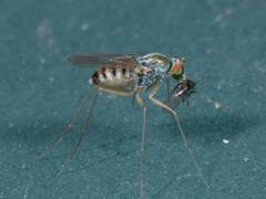 Dactylomyia lateralis