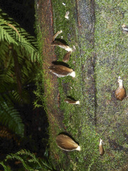 Pleurotus purpureo-olivaceus