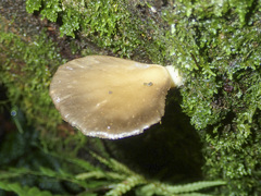 Pleurotus purpureo-olivaceus