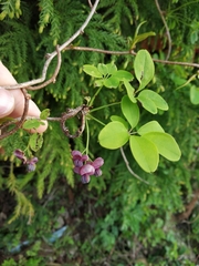 Akebia