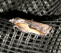 Acleris cristana