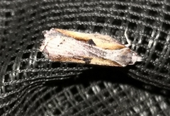Acleris cristana