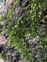 Sematophyllum