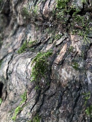 Sematophyllum
