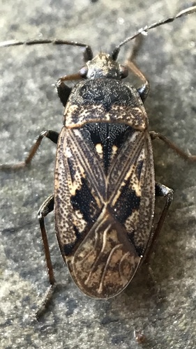 Margoji Dirvablakė nuotrauka