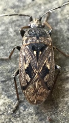 Sphragisticus nebulosus